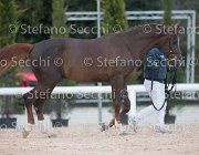 Appio Claudio Tosc Tour2013- S5 1588 : Appio Claudio, Arezzo, Cavalli d'Italia, Toscana Tour 2013, foto di Stefano Secchi ©